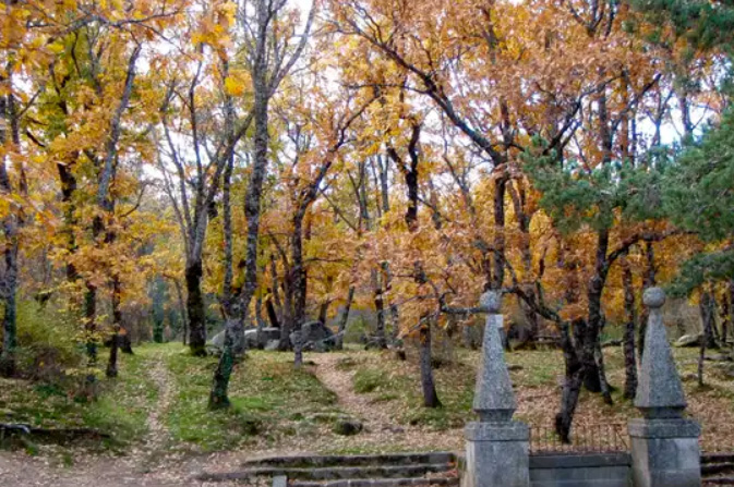 bosque de la herrería